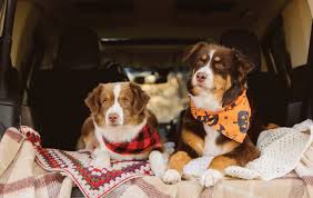 Best Pet Relocation Services in