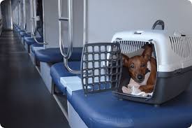Domestic Pet Relocation Services in India